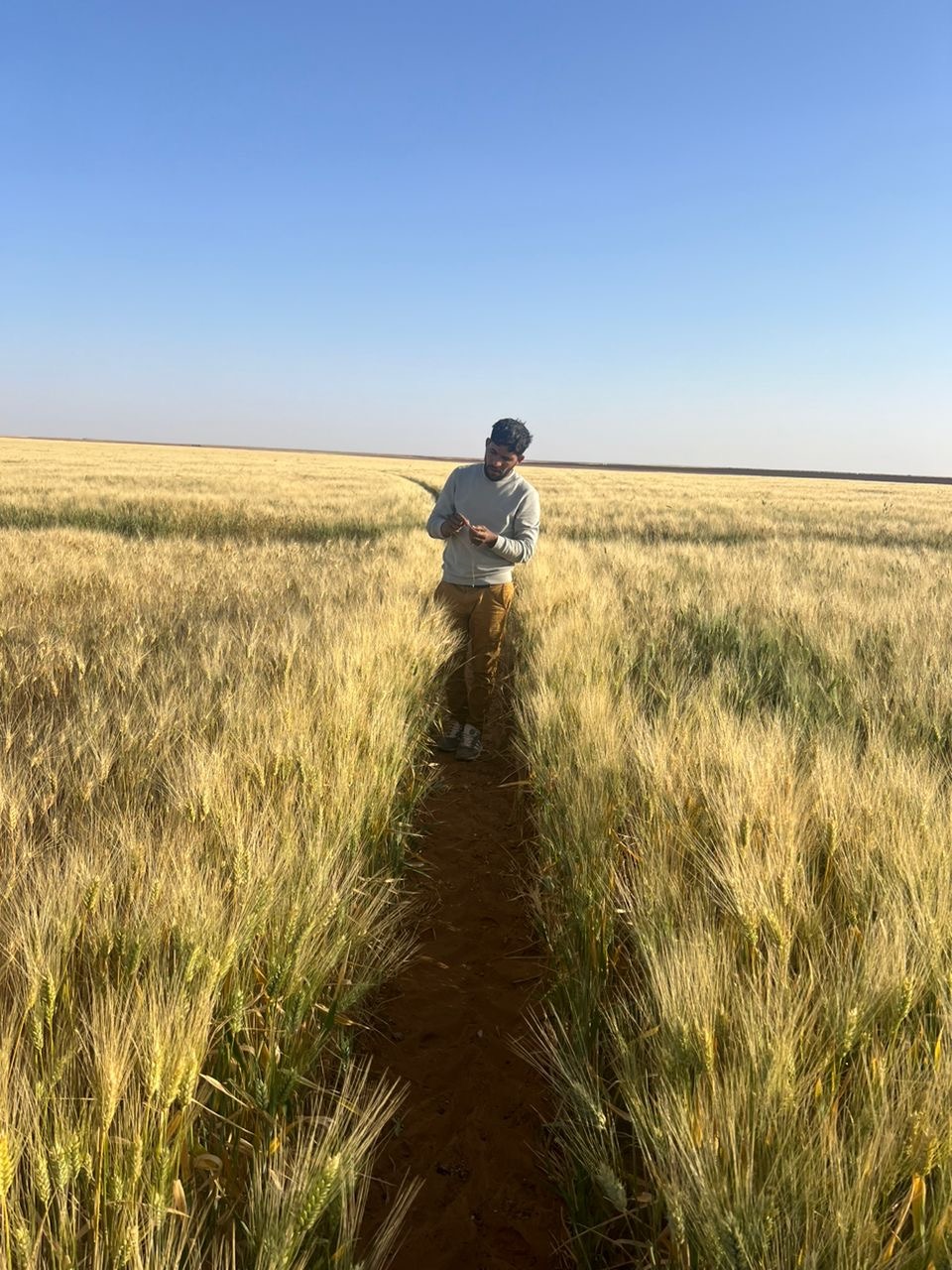Desertina Agricultura