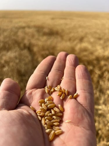 Desertina Agricultura