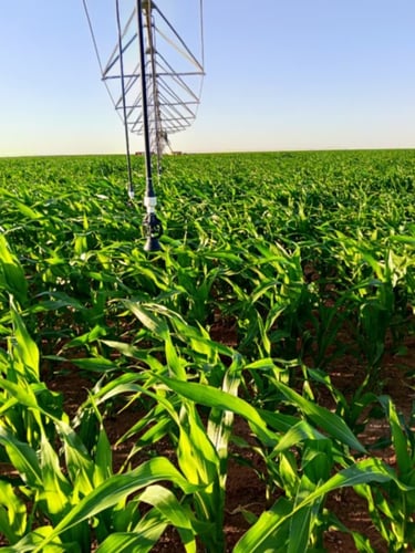 Desertina Agricultura